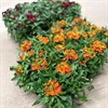 ERYSIMUM 12 CM HYBRID 1X10