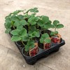 FRAGARIA 10,5 CM JORDGUBBE  MÄLARÖ 1X15