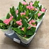 EUPHORBIA 10,5 CM MILII  1x12