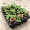 FRAGARIA 10,5 CM SMULTRON RUGEN 1X15