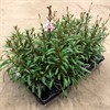 GAURA 12 CM LINDHEIMERI ROSA 1X10