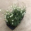 GAURA 13 CM VIT 1X8 MÄLARÖ