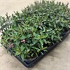 HEBE 12 CM ALEXA ROSA 1X8
