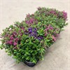 HEBE 10 CM I BLOM MIX 1X12