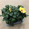 HIBISCUS 13 CM GUL 1X6