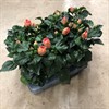 HIBISCUS 13 CM RÖD 3-5 GREN 1X6