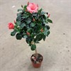 HIBISCUS 24 CM STAM 110 CM
