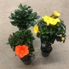 HIBISCUS 24 CM STAM 110 CM