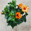 HIBISCUS 13 CM ADONICUS ORANGE 1X6