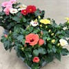 HIBISCUS 13 CM MIX 1X6