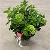 HORTENSIA 21 CM PANNICULATA DK