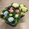 HORTENSIA 12 CM  ARVIDSSONS 1X6
