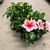 HIBISCUS 13 CM TUTTI FRUTTI MIX 1X8
