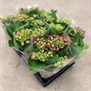 HORTENSIA 13 CM LILA 3/5 DK