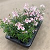 DIASCIA 12 CM LJUSROSA MÅLSTA