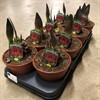 MA02. AMARYLLIS 13 CM MANDELA 30/32