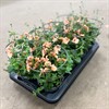 DIASCIA 12 CM APRIKOS MÅLSTA
