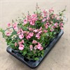 DIASCIA 12 CM MÖRKROSA MÅLSTA