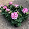 PELARGON 11 CM STRAWBERRY ICE 1X10 MÅLSTA
