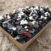 BEGONIA 8 CM ISBEG.MÖRKBLADIG VIT