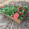 PETUNIA 8 CM SALMON MÅLSTA 1X24
