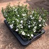 LOBELIA 12 CM RICHARDI VITA MÅLSTA 1X8