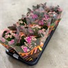 KALANCHOE 10 CM CERISE ROSALINA