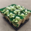 KALANCHOE  6 CM MINI VIT DUBBEL 1X12