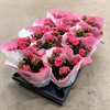 KALANCHOE 10,5 CM CERIS DUBBEL 1X12