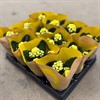 KALANCHOE 6 CM MINI GUL DUBBEL 1X12