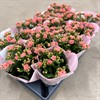 KALANCHOE 10,5 CM KORALL 1X12