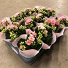 KALANCHOE  6 CM MINI ROSA DUBBEL 1X12