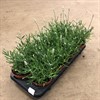 LAVANDULA 12 CM EDELWEISS 1X8