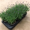 LAVANDULA 12 CM HIDECOTE BLUE 1X6