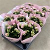 KALANCHOE 10,5 CM ROSA BARBIE DUBBEL 1X12