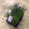 LAVANDULA 12 CM HIDE COTE 1X8