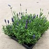 LAVANDULA 6 CM HIDE COTE 1X12