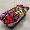 KALANCHOE 10,5 CM MIX 5 FÄRGER