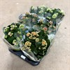 KALANCHOE 15 CM MIX 1X6