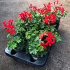 PELARGON 12 CM CASCADE RÖD MÅLSTA 1X8