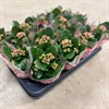 KALANCHOE 8 CM LILA DUBBEL
