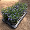 LOBELIA 12 CM RICHARDI BLÅ/VIT MÅLSTA 1X8