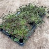 TRIFOLIUM 10,5 CM ANGEL CLOVER DARK MÅLSTA