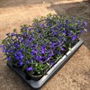 LOBELIA 12 CM RICHARDI BLÅ  MÅLSTA 1X8