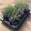 LOBELIA 12 CM RICHARDI LAVENDEL MÅLSTA 1X8