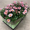 MARGURIT 11 CM ROSA 1X10