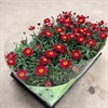 MARGURIT 12 CM RÖD 1X10