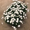 MARGURIT 12 CM VIT DUBBEL 1X12