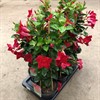 MANDEVILLA 19 CM SUNDAVILLE RED