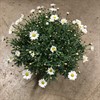 MARGURIT 19 CM BUSK KANON FRILLESÅS